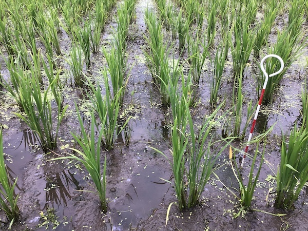 �y�c��ڕ����v��z�������ō앨���ǂ����炷�闝�R