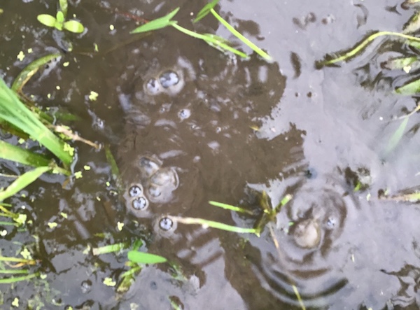 �y�c��ڕ����v��z�������ō앨���ǂ����炷�闝�R