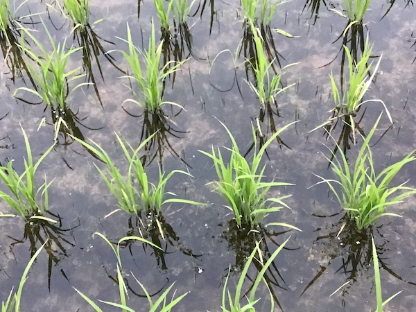 �y�C����Ă閳�_��̓c��ځz�A�I�~�h���唭��