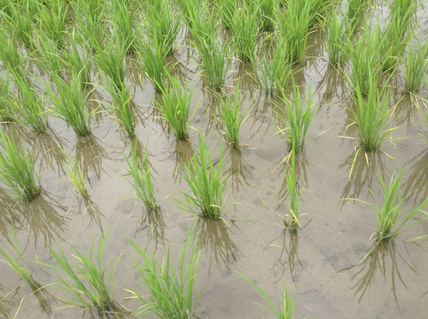 �y�C����Ă閳�_��̓c��ځz�A�I�~�h���唭��