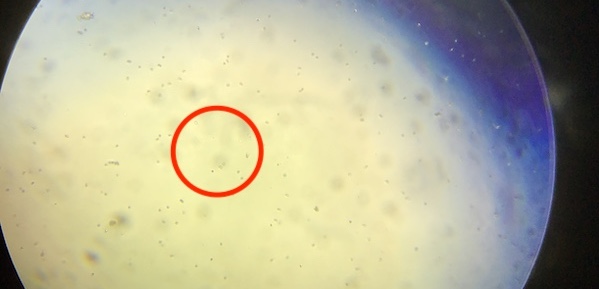 �y���J���̃^�l�������Ȃ��I�z�����́H