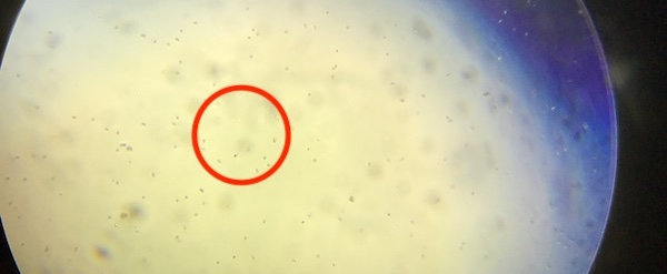 �y���J���̃^�l�������Ȃ��I�z�����́H